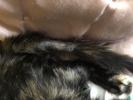 Cats tail started shedding and was bumpy and itchy sign of ringworm