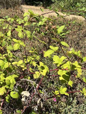 Blackberries on campus