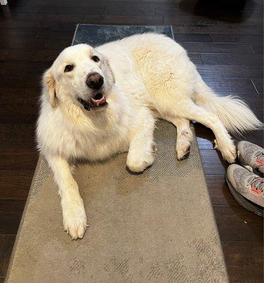 Forest - 5yr old Great Pyrenees (went into foster to adopt home 2/18/24)