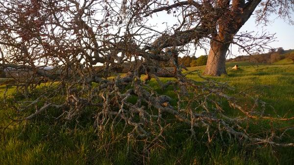 Aging oak