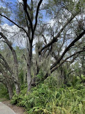 Delray oaks, a natural beauty! A must for all nature enthusiasts.