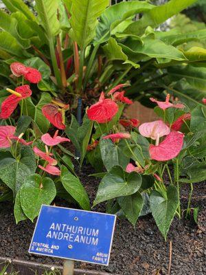 Anthurium Plantings