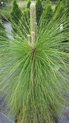 Exotic pine tree