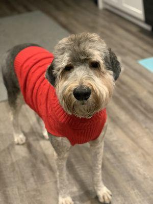 Mila the Moose in her Christmas sweater