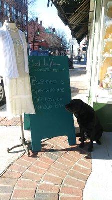 Shop dog Ellie, retired, Guiding Eyes for the Blind.