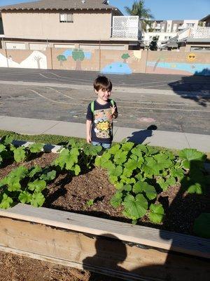 Growing pumpkins in our garden!