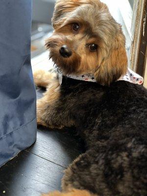 Ted relaxing at home after his grooming.