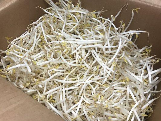 Fresh Bean Sprouts