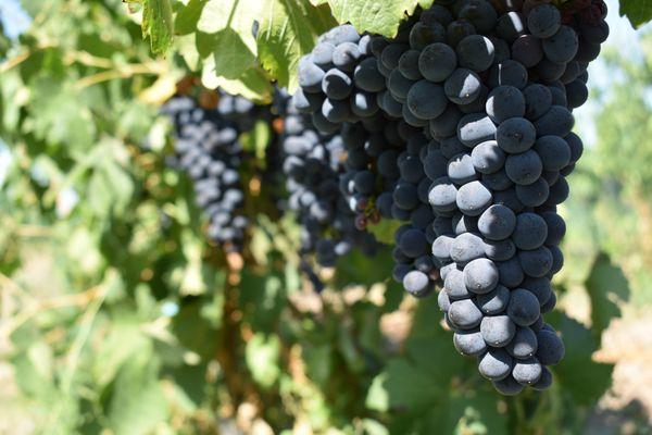 Syrah grapes ripening at our Anna Marie Estate Vineyard