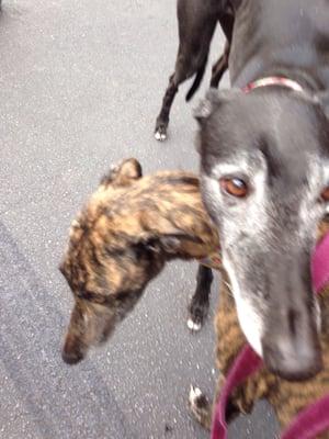 Sue and Ollie. Both adopted from GFNC and both wonderful. Ollie is a wonderful therapy dog.