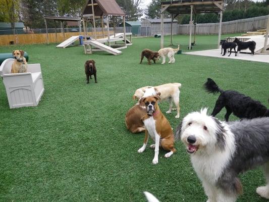 We have the largest K9 play yards in Madison! Our special doggie turf makes for a soft and clean environment to play in!