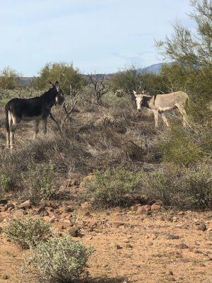 Saw Donkeys on our trail