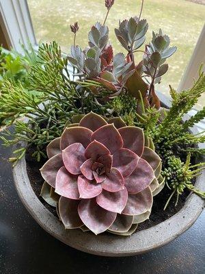 Variety of unique succulents.