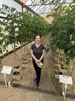 Hydroponic tomatoes