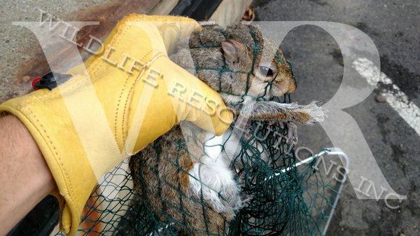 Gray squirrel removed from a building and released