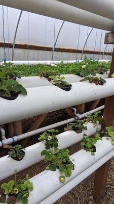 Strawberry greenhouse