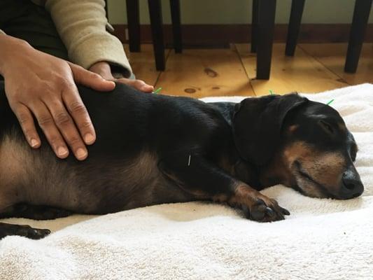 Performing acupuncture and reiki on a wonderful dog.