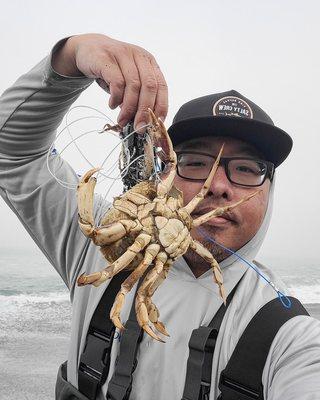 Female Dungeness Crab