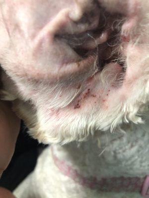 Several cuts inside her right ear.