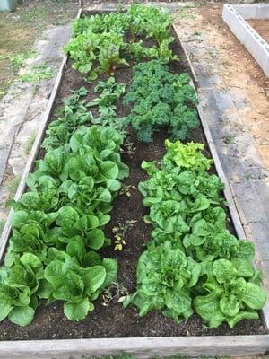 This year's salad garden. Plants from Dan West.