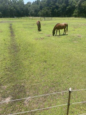 Pasture along trail