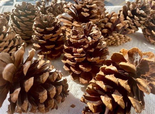 Pine cones I've collected in the area. I'm looking to make a pine cone wreath for my upcoming fall/winter craft project.