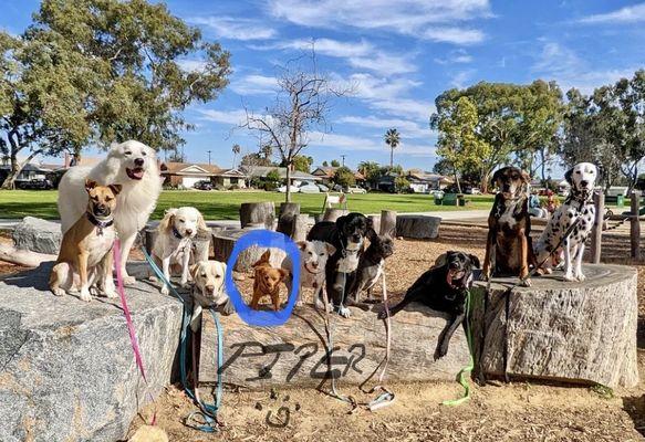 Piper at day care on a walk with her new friends.