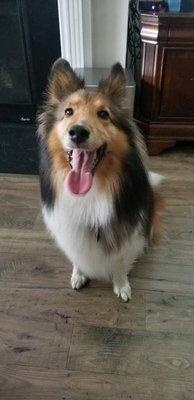 Chloe the sheltie.