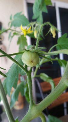 Grow your own food and medicine in a Tower Garden Aeroponic System