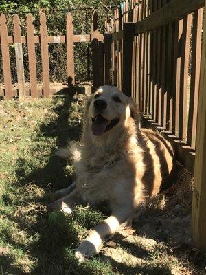 Finn rests after playing ball with us in the dog park