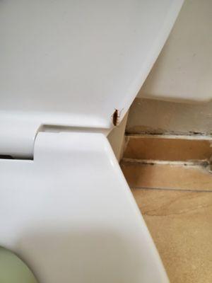 Roaches on toilet