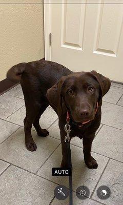 Coco, baby Labrador