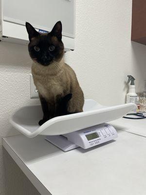 Going on the scale after being weighed