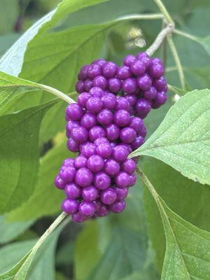 Beauty Berry