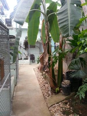 The atrium area where the pets will be able to look out to.