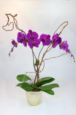 Artsy Flora Floral Boutique, New York.
 A gorgeous fuchsia phalaenopsis orchid plant with two stems.