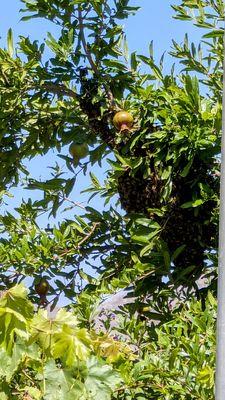 Bee swarm of about 10,000 bees