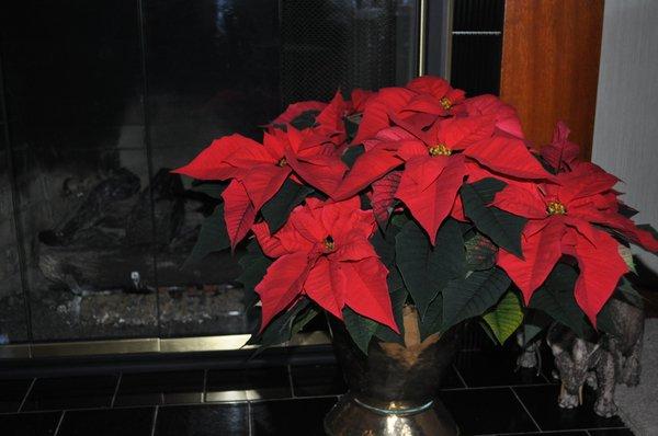 Beautiful Poinsettia!