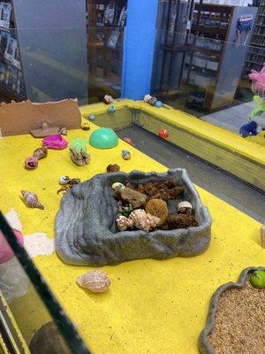 They have this hermit crabs with 0 water close by