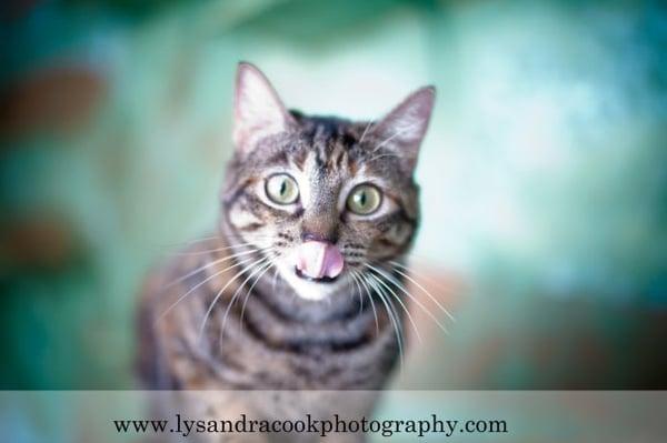 Photos taken by Lysandra Cook.  These are photos of the kittens that are housed at their cattery in Kane'ohe.