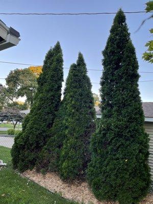 Trees over 10' tall leaning towards power lines needed to be removed ASAP and safely. No problem for Upper Cut Tree Service.