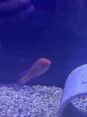 Royal Flasher Wrasse $59