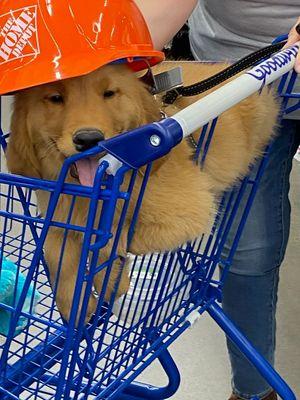 Winston at Goodwill trying on a hard hat.