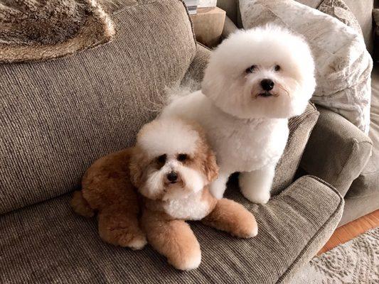 Bijou and Milo -- freshly groomed to perfection.