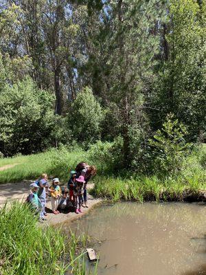 Looking for newts