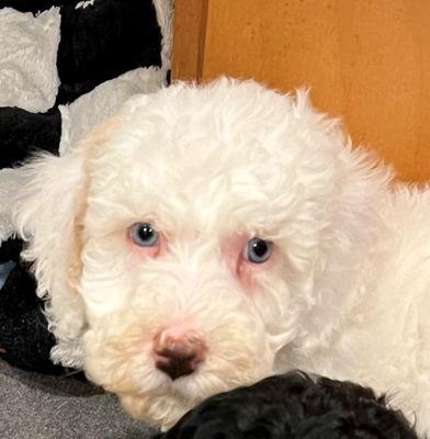 Golden Xpress Labradoodles