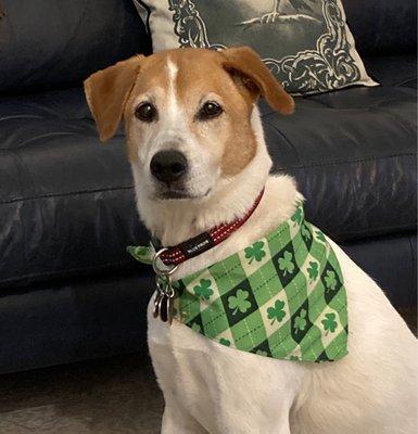 Einstein after grooming at Happy Tails.