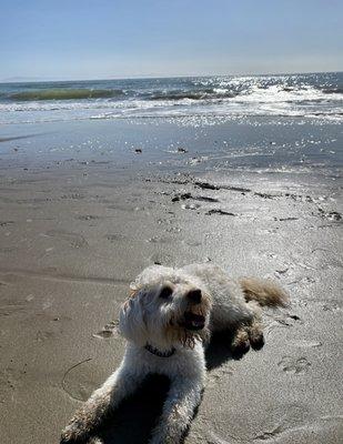 Stella before grooming!