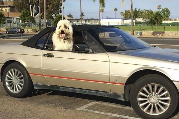 My fur vorite car that Henry's has been taking care of.   Do you think I look to big to ride in the back especially with the top down.