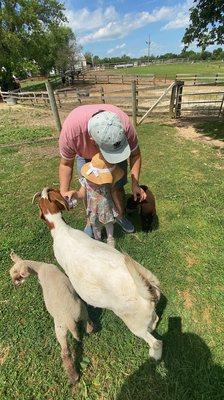 Goat and lamb feeding.